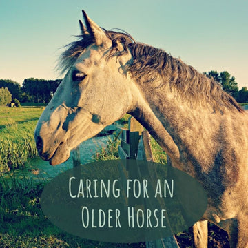 How far should you hack an older horse? - Equisafety