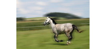 SPOOKING ON THE ROADS - Equisafety