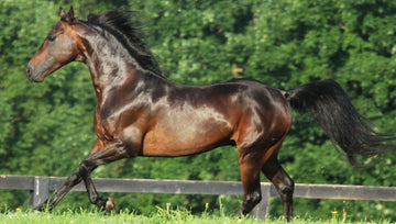 The importance of protecting our horses skin. - Equisafety