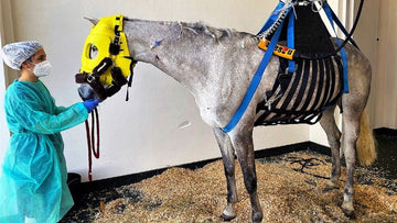 What is the equine herpes virus EHV-1? - Equisafety