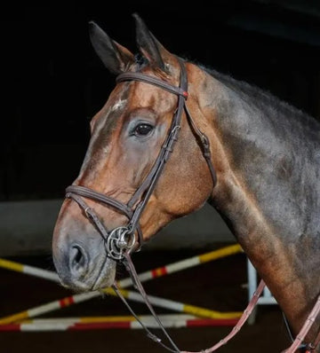 Whitaker Flash Bridle - BROWN