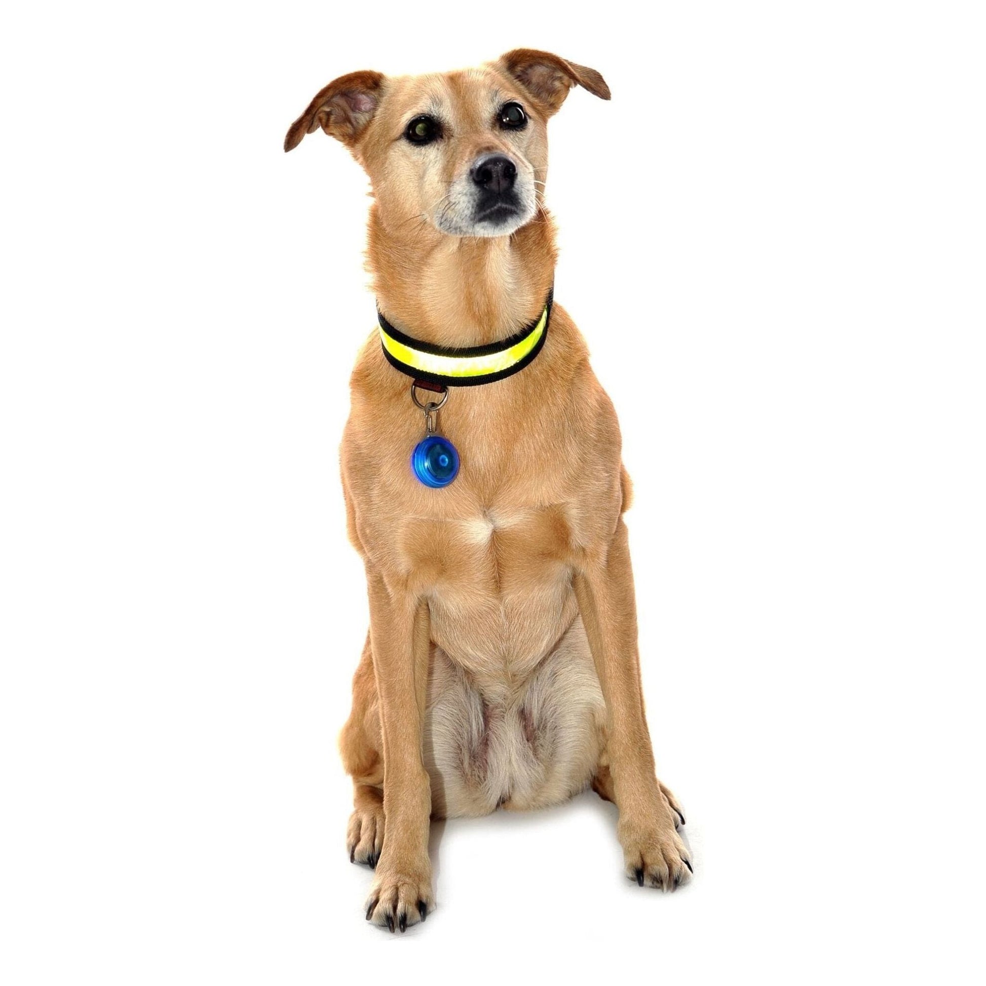Equisafety Reflective LED Flashing Dog Collar - YELLOW - Equisafety