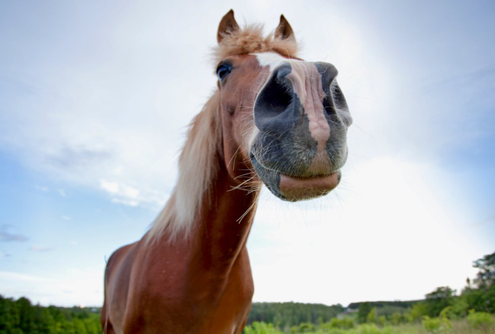 Does the wind effect your horses vision and hearing?
