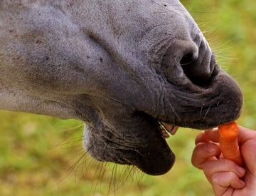 A Treat for your horse - Equisafety