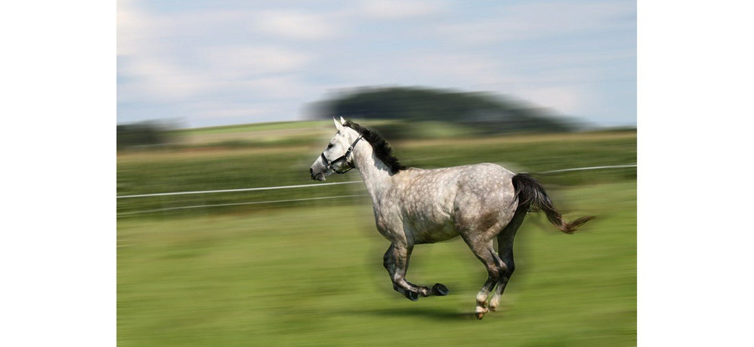 SPOOKING ON THE ROADS - Equisafety