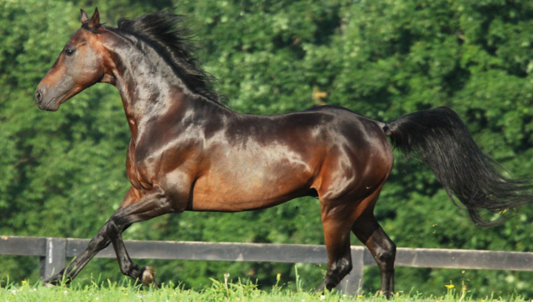 The importance of protecting our horses skin. - Equisafety