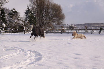 Winter First Aid - Equisafety