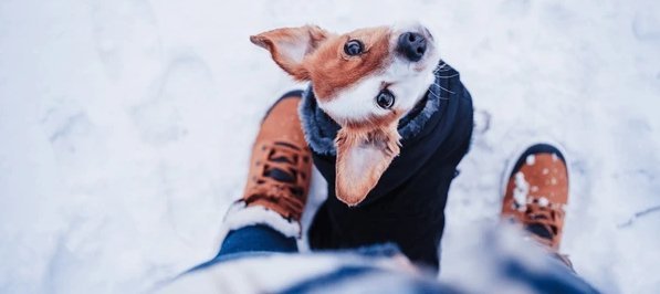 Dog Coats - Equisafety
