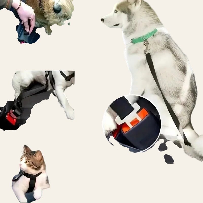 Dog Seat Belt - Equisafety