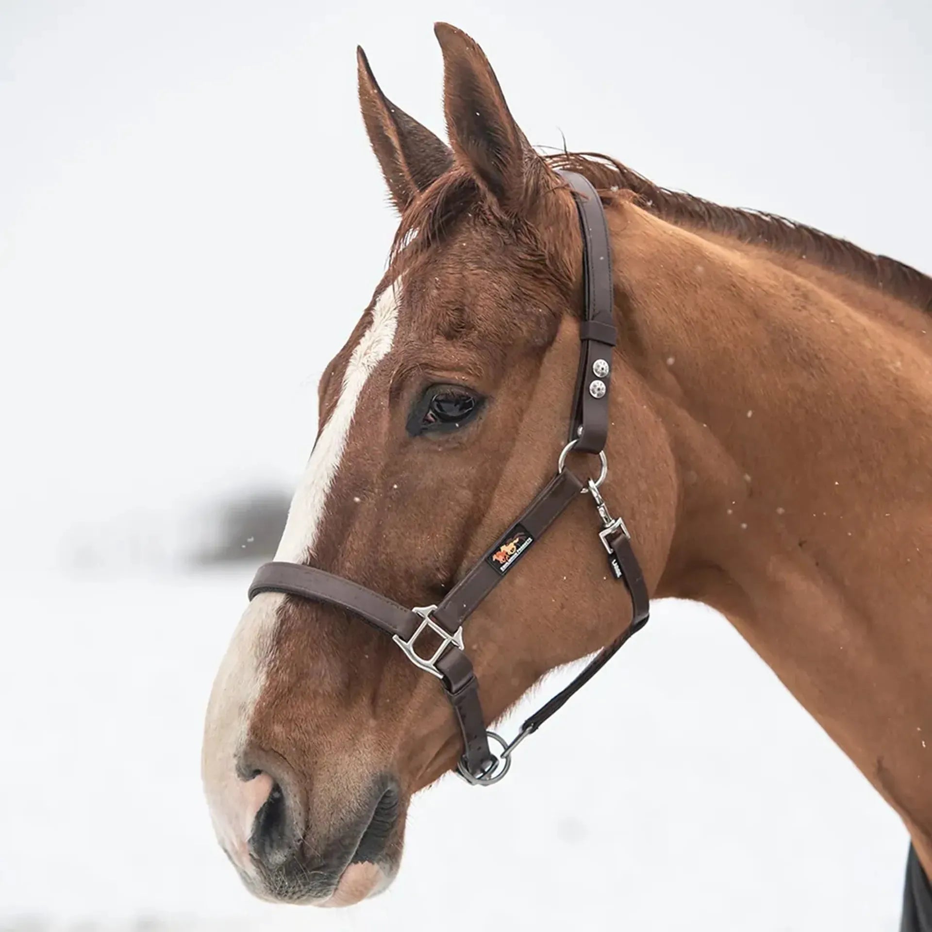 Equilibrium Stellar Safety Headcollar Brown - Equisafety