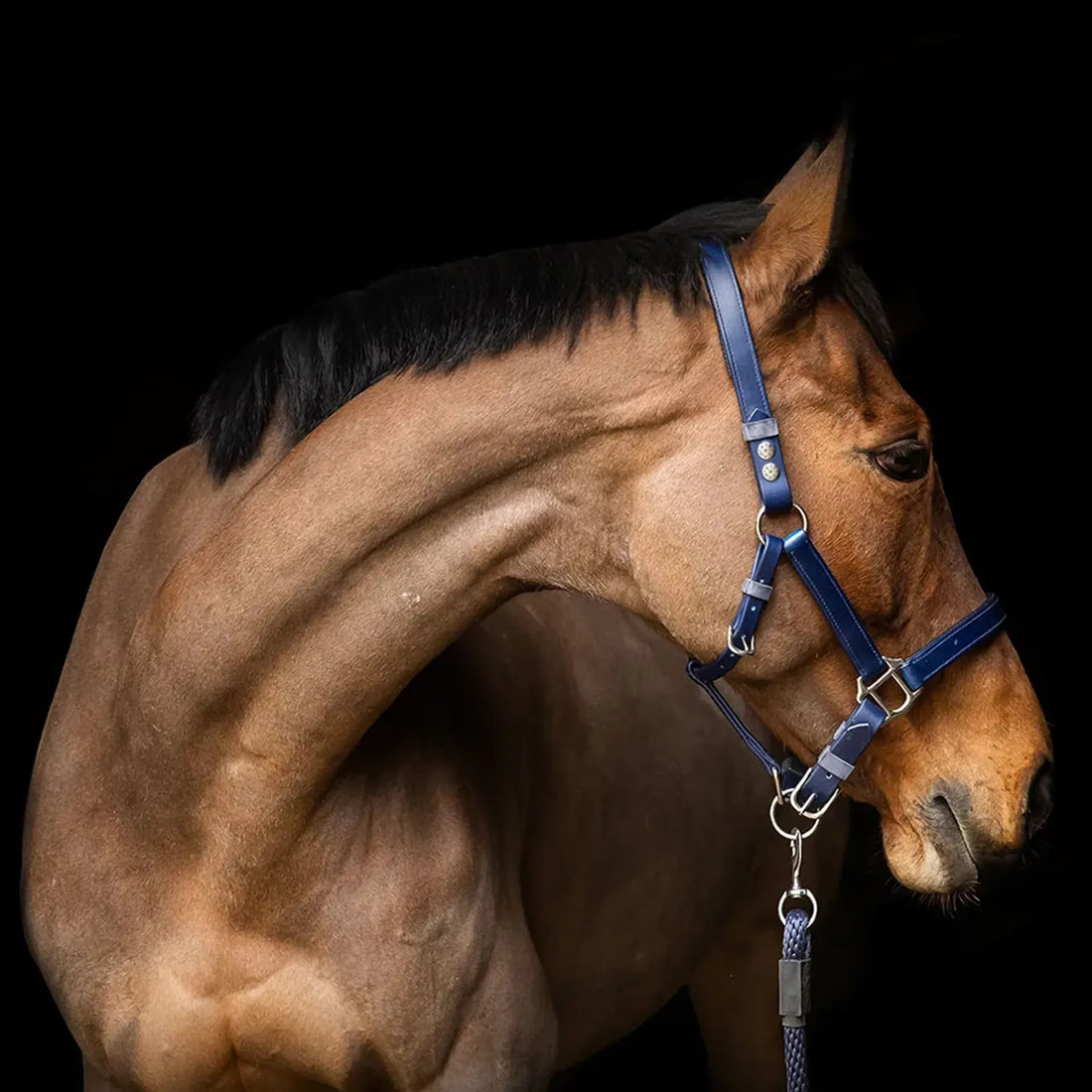 Equilibrium Stellar Safety Headcollar Navy - Equisafety