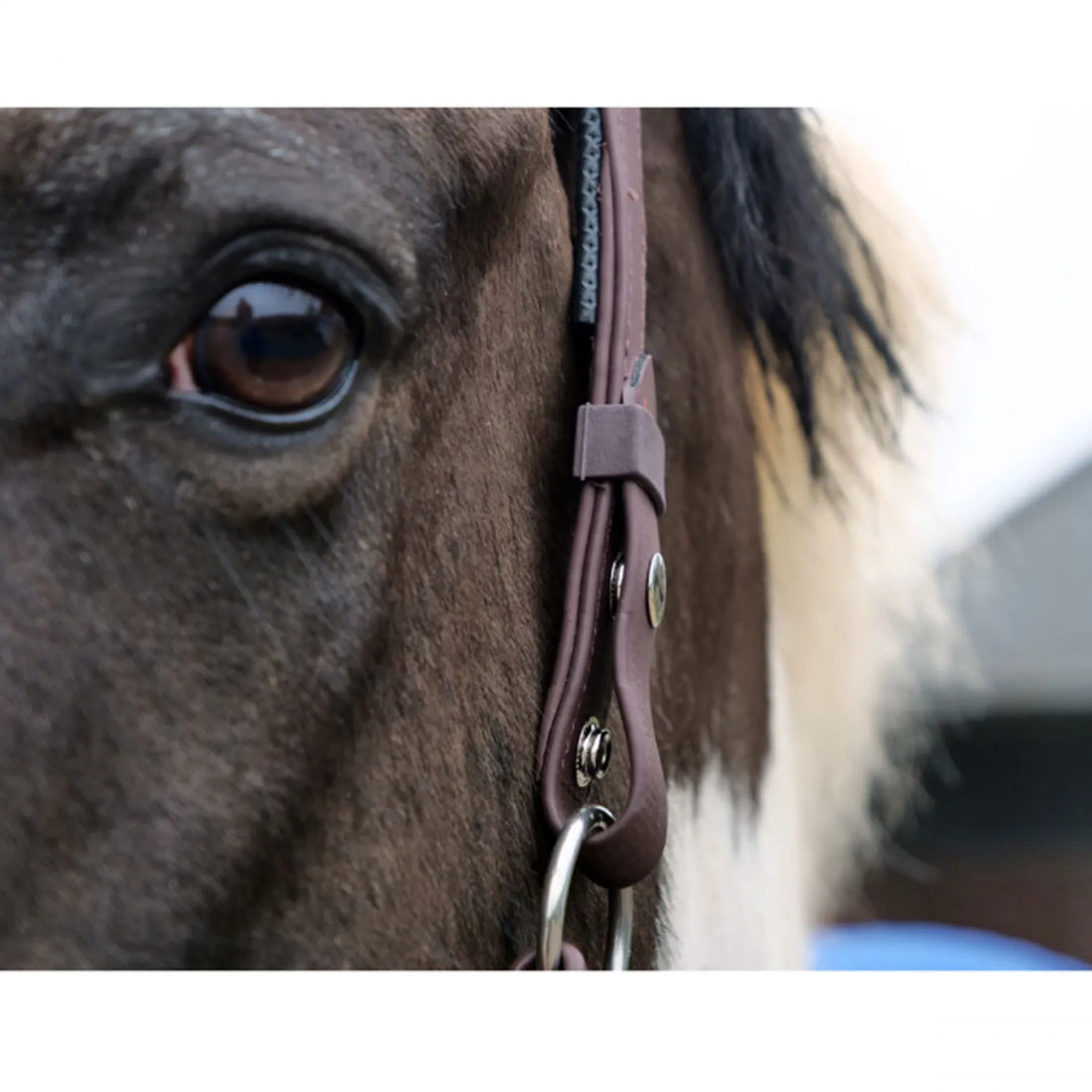 Equilibrium Stellar Safety Headcollar Black