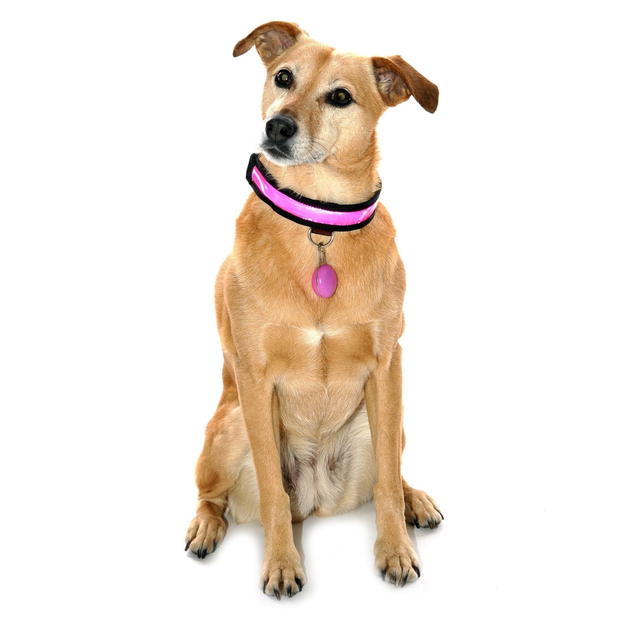 Equisafety Reflective LED Flashing Dog Collar - PINK - Equisafety