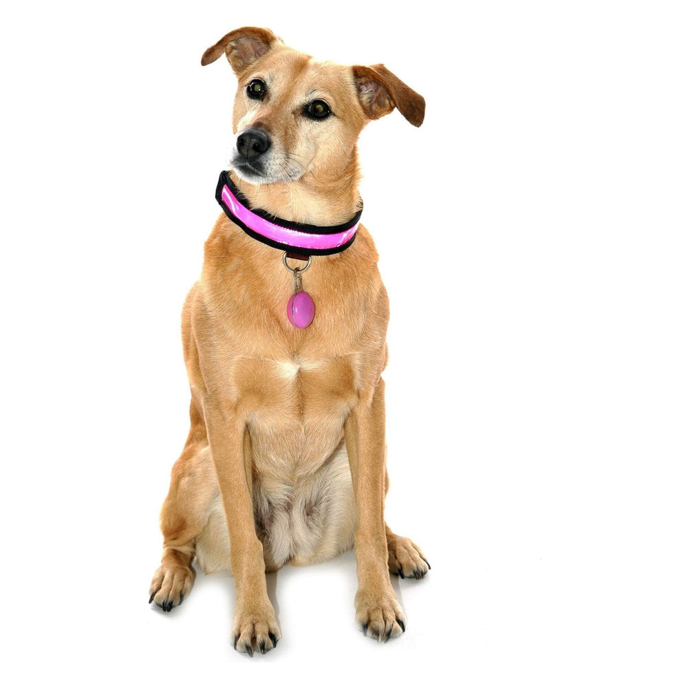 Equisafety Reflective LED Flashing Dog Collar - PINK - Equisafety