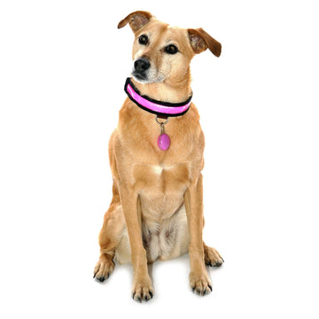 Equisafety Reflective LED Flashing Dog Collar - PINK - Equisafety