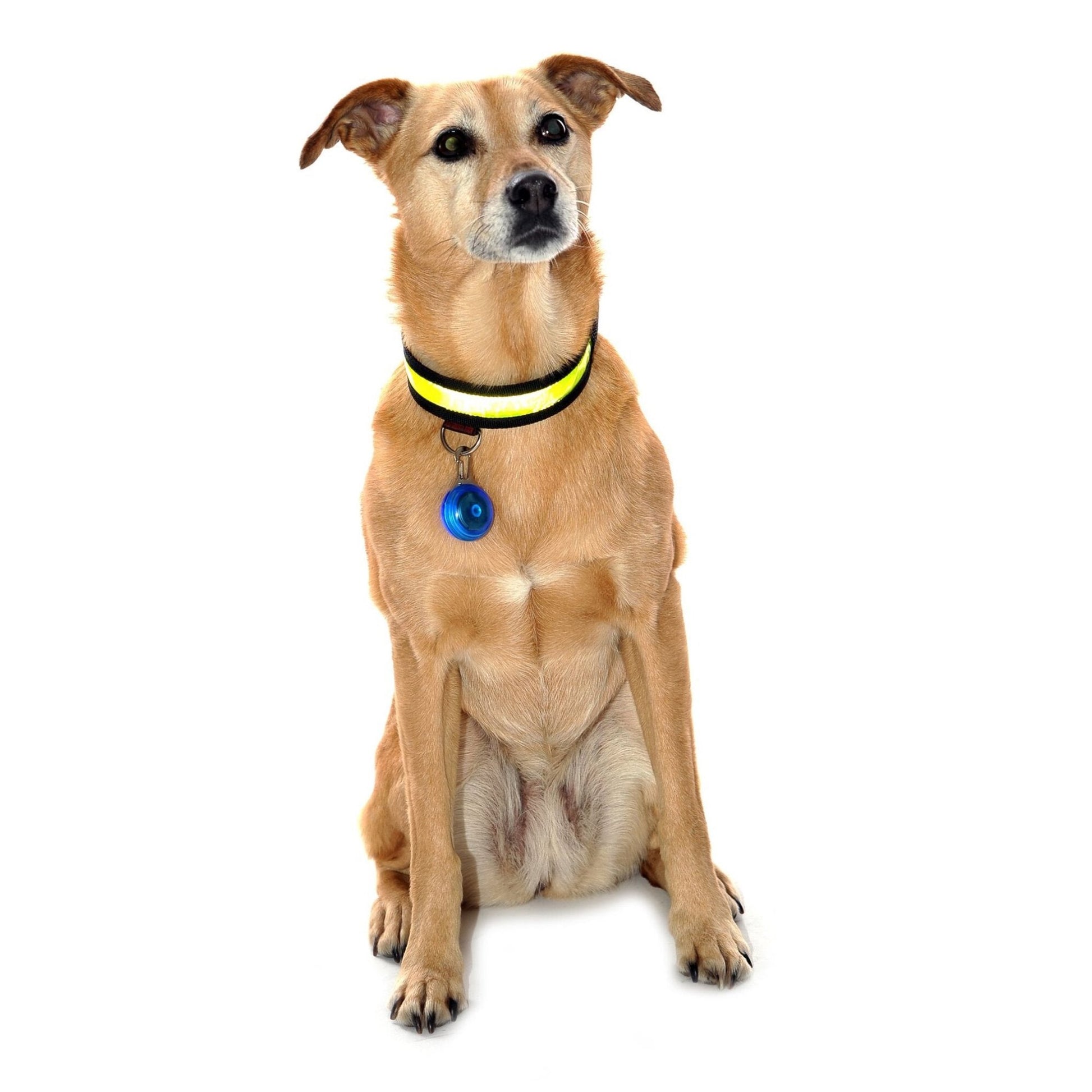 Equisafety Reflective LED Flashing Dog Collar - YELLOW - Equisafety