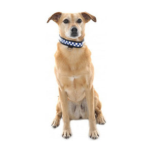 Equisafety Reflective LED POLITE Flashing Dog Collar - Equisafety