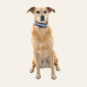 Equisafety multi colour reflective vest pinkyellow