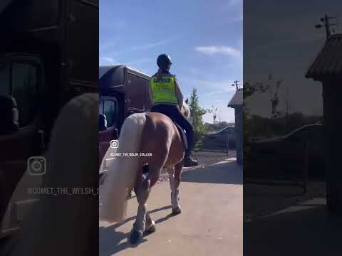 Equisafety POLITE Horse Waistcoat - Please Slow Down