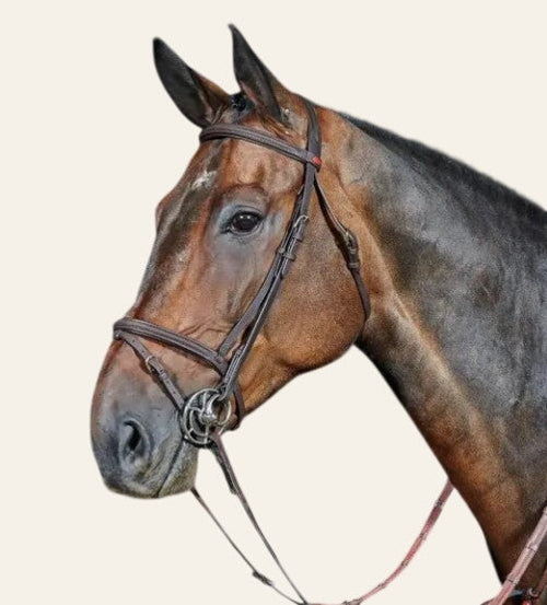 Whitaker Flash Bridle - BROWN - Equisafety